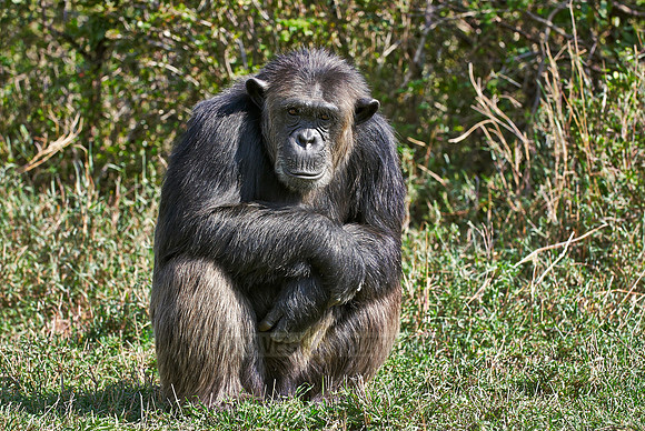 Common Chimpanzee, Pan troglodytes