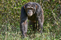 Common Chimpanzee, Pan troglodytes