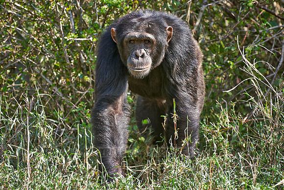 Common Chimpanzee, Pan troglodytes