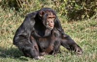Common Chimpanzee, Pan troglodytes