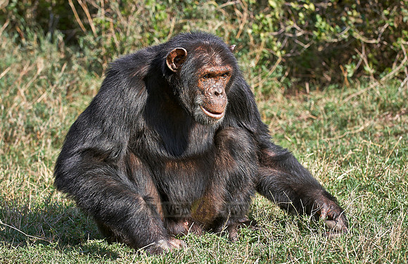 Common Chimpanzee, Pan troglodytes