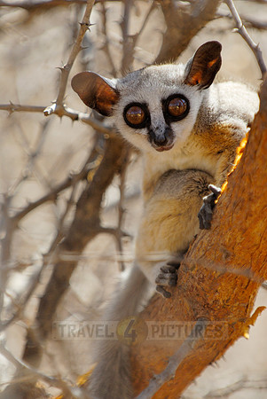 Lesser or Senegal Bushbaby