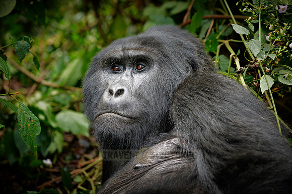 silverback