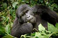 young eating mountain gorilla