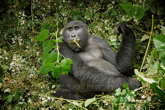 eating mountain gorilla [Gorilla beringei beringei]
