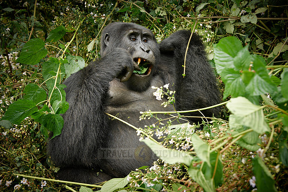 eating mountain gorilla [Gorilla beringei beringei]
