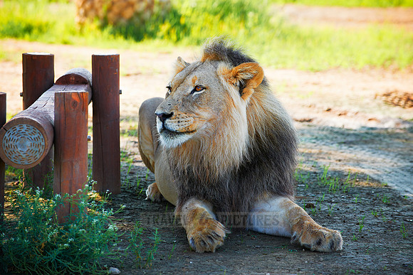male lion on a picnic site, Panthera leo