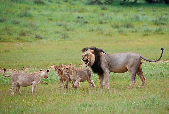 male lion with cubs