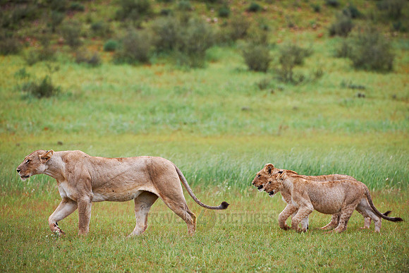 lioness with cubs, lion, Panthera leo