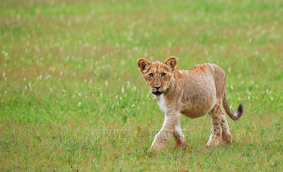 lion cub, Panthera leo