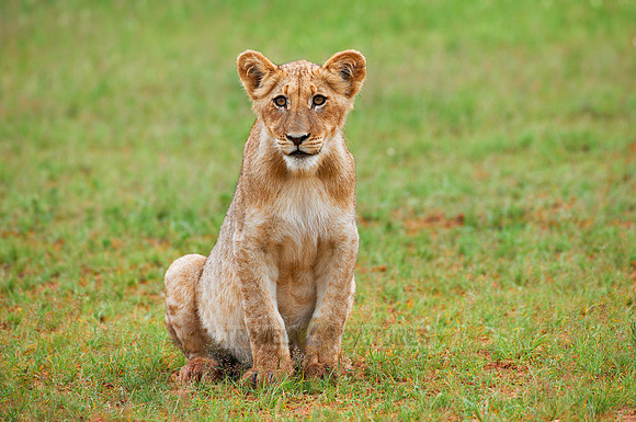 lion cub, Panthera leo
