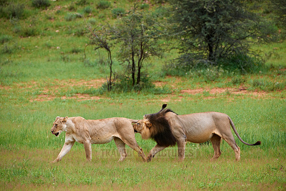 male lion with lioness, Panthera leo
