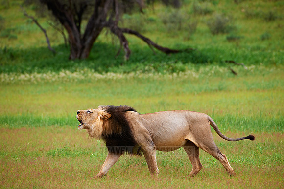 roaring male lion, Panthera leo
