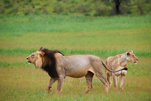 male lion with lioness, Panthera leo