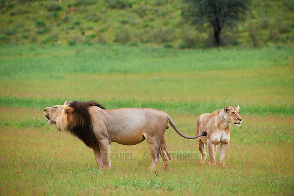roaring male lion with lioness, Panthera leo