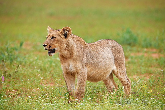 lion cub, Panthera leo