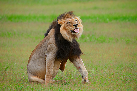 male lion scratching, Panthera leo