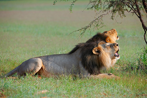 two mal lions roaring, Panthera leo