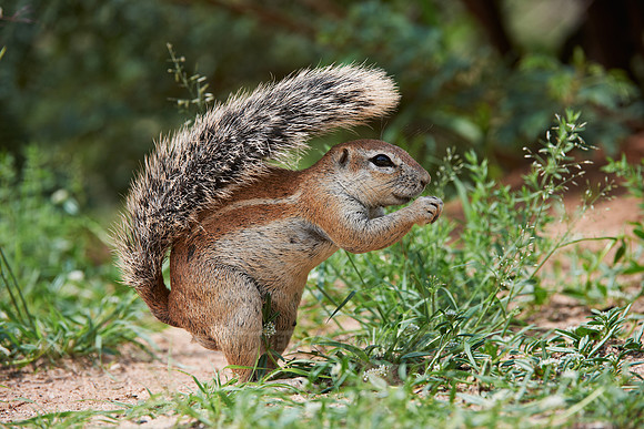 Cape ground squirrel, Geosciurus inauris