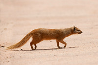 Yellow Mongoose, Cynictis penicillata