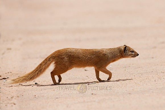 Yellow Mongoose, Cynictis penicillata