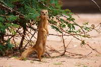 Yellow Mongoose, Cynictis penicillata