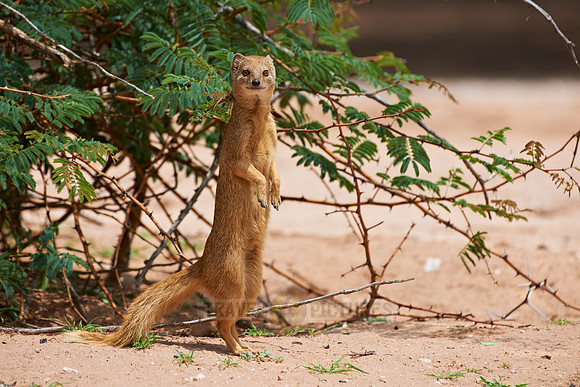 Yellow Mongoose, Cynictis penicillata