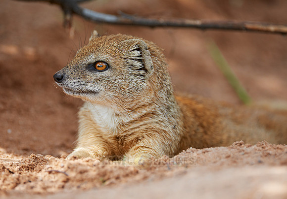 Yellow Mongoose, Cynictis penicillata