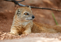 Yellow Mongoose, Cynictis penicillata