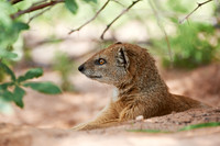 Yellow Mongoose, Cynictis penicillata