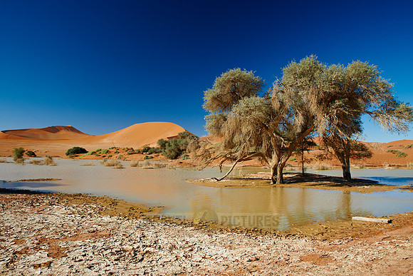 desert landscape of Namib at Sossusvlei with water inside, Namibia