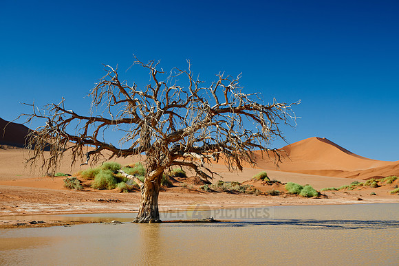 desert landscape of Namib at Sossusvlei with water inside, Namibia