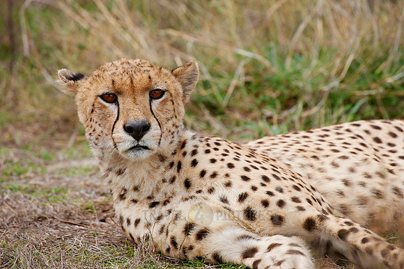 male Cheetah, Acinonyx jubatus