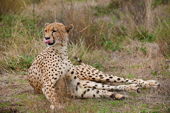 male Cheetah, Acinonyx jubatus