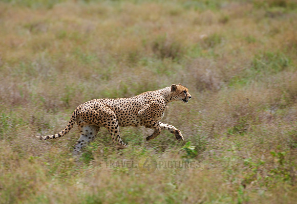 male Cheetah, Acinonyx jubatus