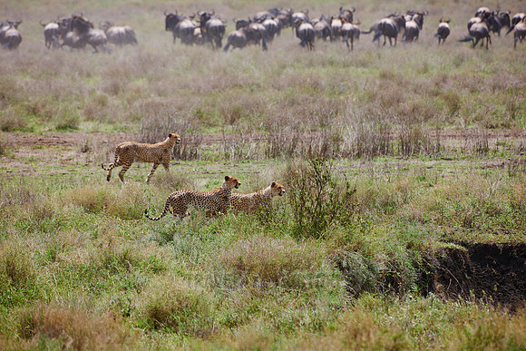 male Cheetah, Acinonyx jubatus