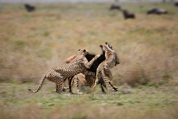 male Cheetah, Acinonyx jubatus