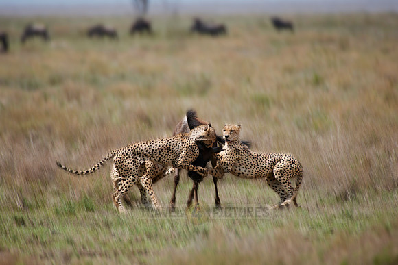 male Cheetah, Acinonyx jubatus
