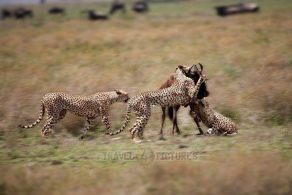 male Cheetah, Acinonyx jubatus
