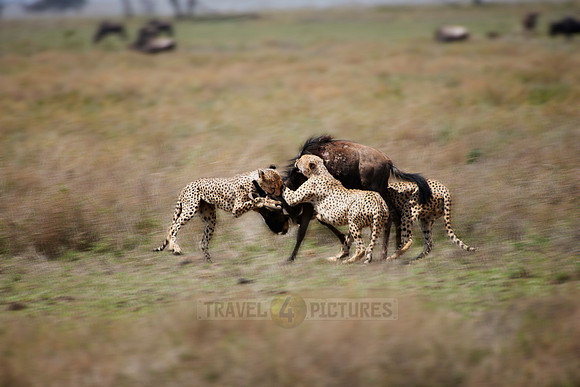 male Cheetah, Acinonyx jubatus