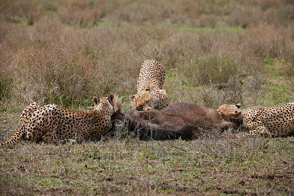male Cheetah, Acinonyx jubatus