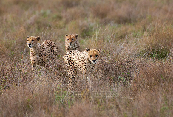 male Cheetah, Acinonyx jubatus