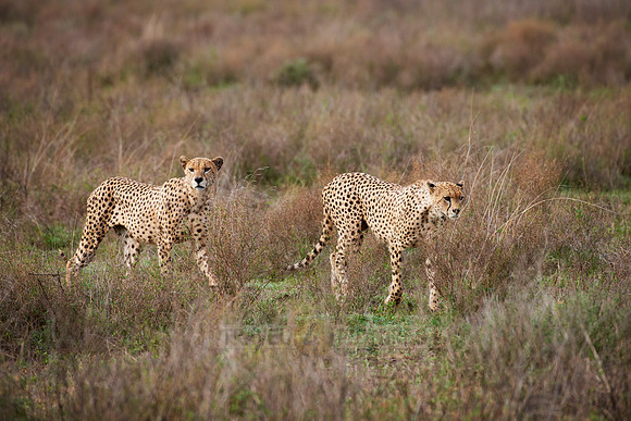 male Cheetah, Acinonyx jubatus