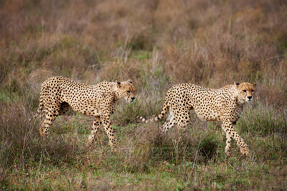 male Cheetah, Acinonyx jubatus