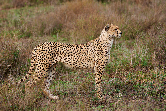 male Cheetah, Acinonyx jubatus