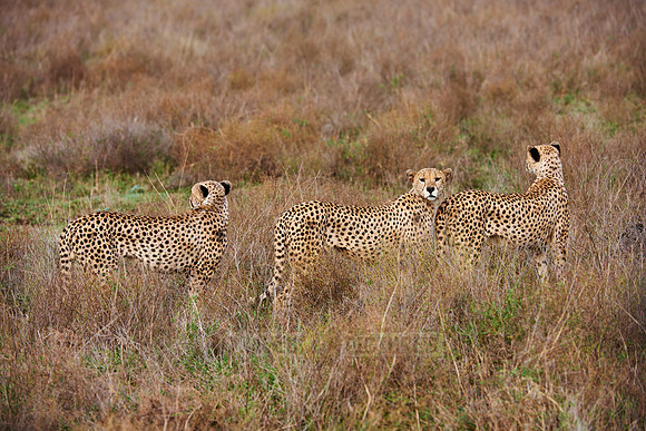 male Cheetah, Acinonyx jubatus