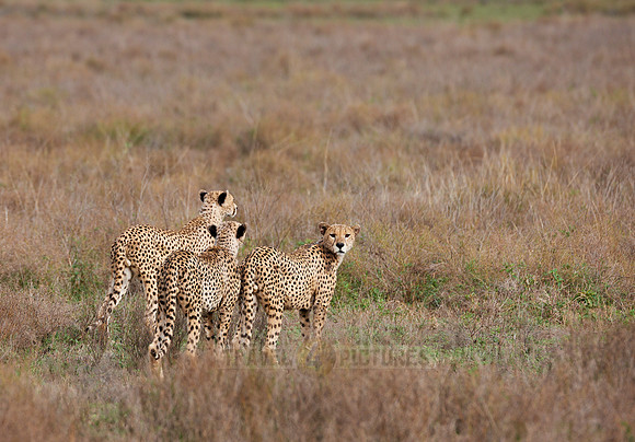 male Cheetah, Acinonyx jubatus