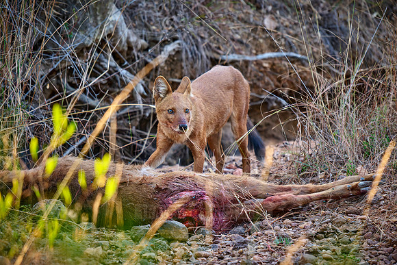 dhole (Cuon alpinus) or indian wild dog on kill