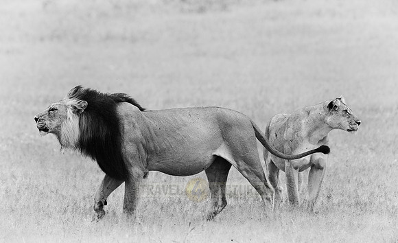 male lion with lioness, Panthera leo