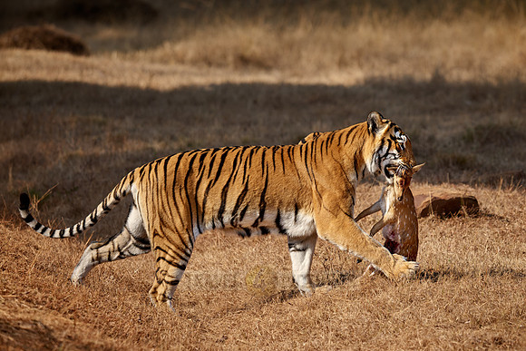 Tiger with prey in mouth